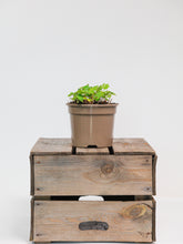 products/SotoProductShootLowQ-1919_dd96135f-748a-4a6f-86db-1732c2089a66.jpg